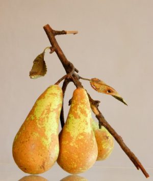 PEAR COLLECTION