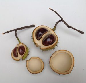 BABY HORSECHESTNUT COLLECTION