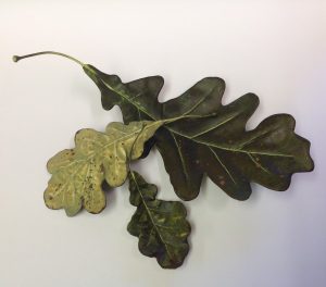 HORSECHESTNUT & OAK LEAF COLLECTION