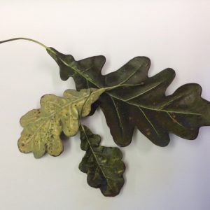 HORSECHESTNUT & OAK LEAF COLLECTION