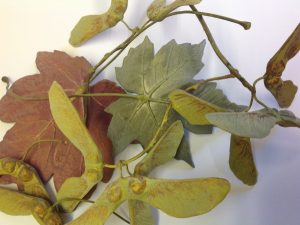 SYCAMORE SEEDHEADS COLLECTION