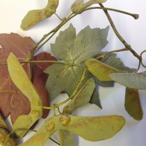 SYCAMORE SEEDHEADS COLLECTION